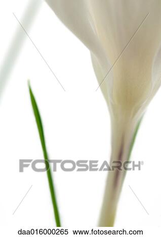 Stock Photography - White crocus, close-up. Fotosearch