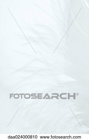White feather against white background View Large Photo Image Stock Image - White feather against white background. Fotosearch