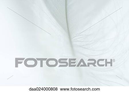 White feather against white background View Large Photo Image Stock Photo - White feather against white background. Fotosearch