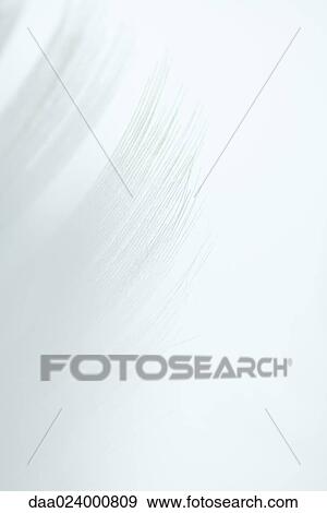 White feather against white background View Large Photo Image Stock Photo - White feather against white background. Fotosearch