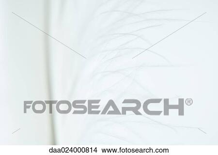 Picture - White feather, extreme close-up. Fotosearch