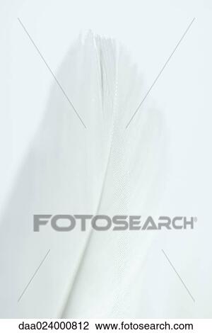 Stock Image - White feather, extreme close-up. Fotosearch