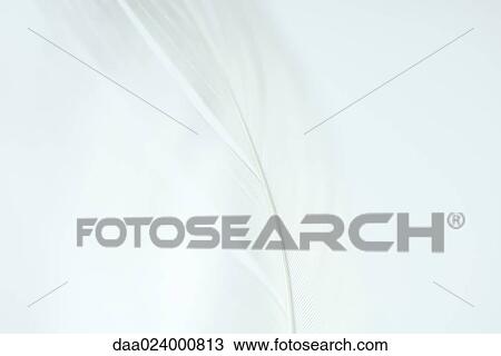 White feather, extreme close-up View Large Photo Image Stock Image - White feather, extreme close-up. Fotosearch