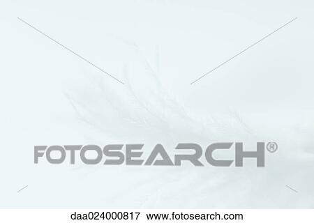 Stock Photo - White feather, extreme close-up. Fotosearch