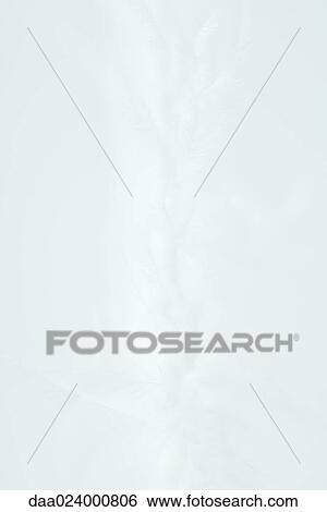 White feathers against white background View Large Photo Image Stock Photograph - White feathers against white background. Fotosearch