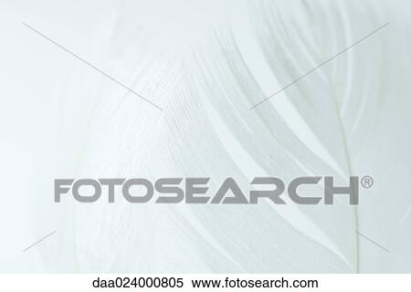 White feathers against white background View Large Photo Image Stock Photography - White feathers against white background. Fotosearch