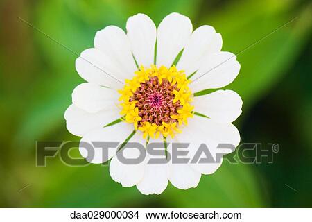 White flower, close-up View Large Photo Image Picture - White flower, close-up. Fotosearch