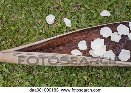 Stock Image - White flower petals floating on water cupped in palm leaf and scattered in air. Fotosearch