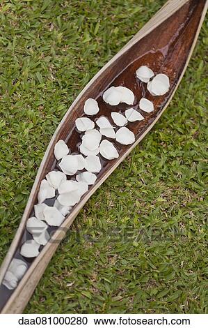 White flower petals floating on water cupped in palm leaf View Large Photo Image Stock Image - White flower petals floating on water cupped in palm leaf. Fotosearch
