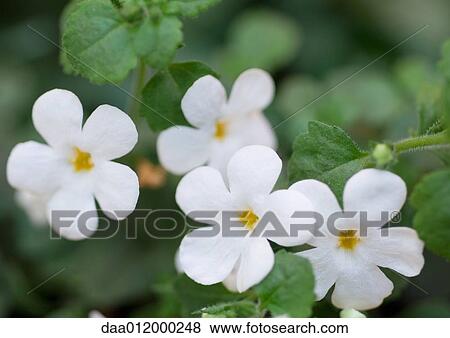 White flowering shrub, close-up of flowers View Large Photo Image Stock Photo - White flowering shrub, close-up of flowers. Fotosearch