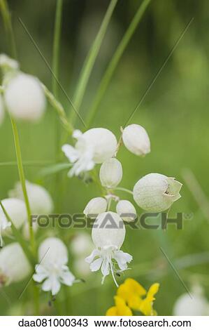 White flowers View Large Photo Image Stock Image - White flowers. Fotosearch