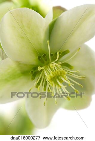 Stock Photo - White hellebore flower, close-up. Fotosearch