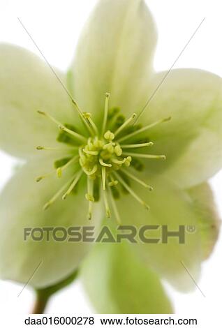 Stock Photo - White hellebore flower, close-up. Fotosearch