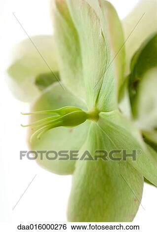 White hellebore flower, close-up View Large Photo Image Stock Photograph - White hellebore flower, close-up. Fotosearch