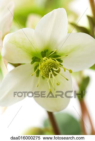 White hellebore flower, close-up View Large Photo Image Stock Photography - White hellebore flower, close-up. Fotosearch