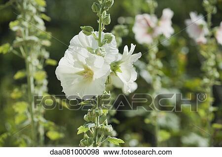 White hollyhocks View Large Photo Image Stock Photo - White hollyhocks. Fotosearch
