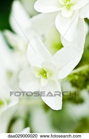 Stock Image - White hydrangea, close-up. Fotosearch