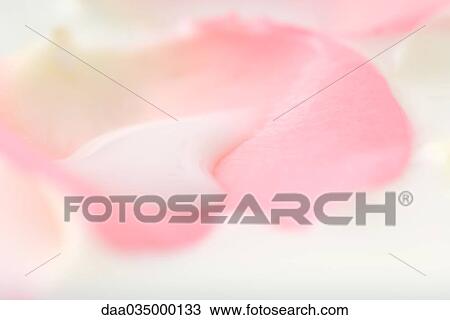 White liquid on flower petal, extreme close-up View Large Photo Image Stock Image - White liquid on flower petal, extreme close-up. Fotosearch