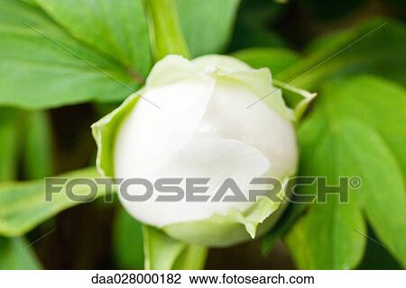 White peony bud View Large Photo Image Stock Image - White peony bud. Fotosearch