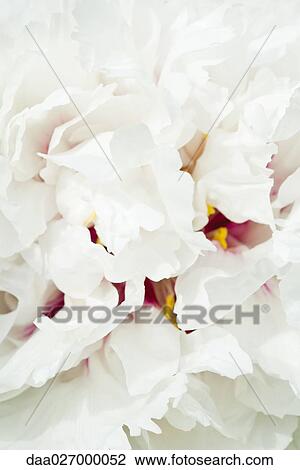 White peony, close-up of petals, full frame View Large Photo Image Stock Image - White peony, close-up of petals, full frame. Fotosearch