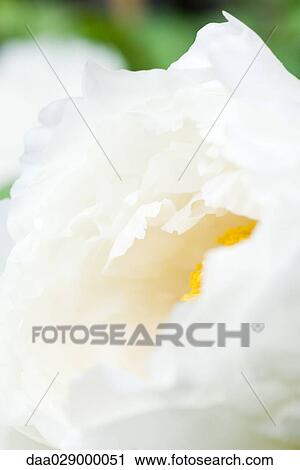 White peony, extreme close-up View Large Photo Image Stock Image - White peony, extreme close-up. Fotosearch