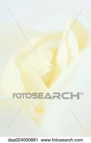 White rose, extreme close-up View Large Photo Image Stock Image - White rose, extreme close-up. Fotosearch