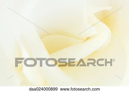 Stock Photo - White rose, extreme close-up. Fotosearch