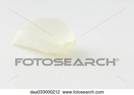 Stock Image - White rose petal, close-up. Fotosearch