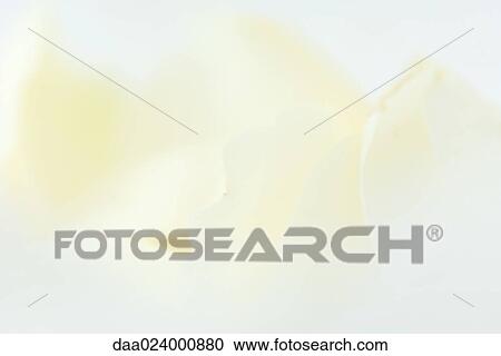 Stock Image - White rose petals, extreme close-up. Fotosearch