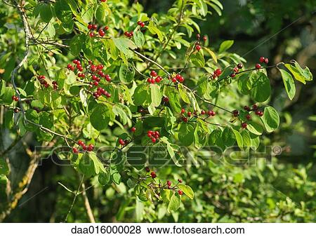 Stock Photo - Wild cherry tree. Fotosearch