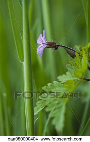 Wild geranium View Large Photo Image Picture - Wild geranium. Fotosearch