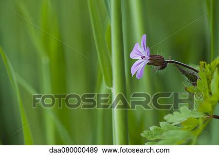 Wild geranium View Large Photo Image Stock Photo - Wild geranium. Fotosearch