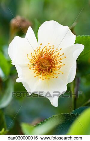 Wild rose, close-up View Large Photo Image Stock Photograph - Wild rose, close-up. Fotosearch