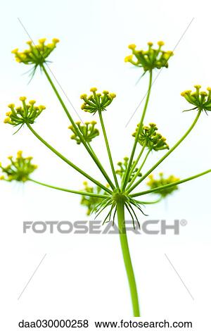 Wildflower, close-up View Large Photo Image Stock Photo - Wildflower, close-up. Fotosearch
