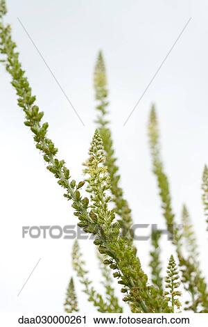Wildflower growing, close-up View Large Photo Image Stock Image - Wildflower growing, close-up. Fotosearch
