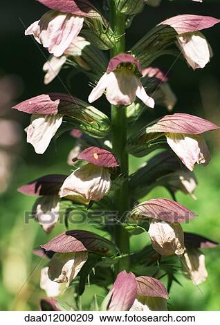 Stock Photo - Wildflower in blossom. Fotosearch