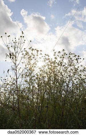 Stock Photo - Wildflowers against cloudy sky. Fotosearch
