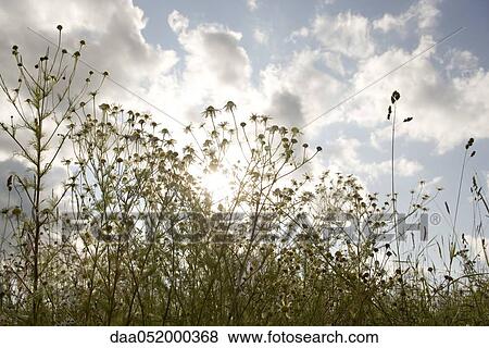 Stock Photo - Wildflowers against cloudy sky. Fotosearch