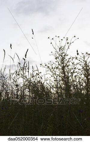 Wildflowers against pale sky View Large Photo Image Picture - Wildflowers against pale sky. Fotosearch
