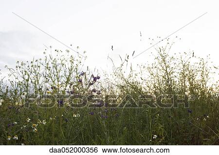 Stock Photograph - Wildflowers against pale sky. Fotosearch