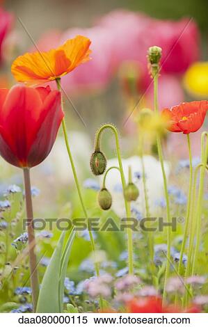 Stock Photography - Wildflowers blooming. Fotosearch