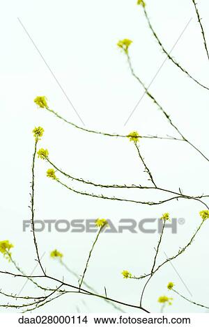 Wildflowers, close-up View Large Photo Image Picture - Wildflowers, close-up. Fotosearch