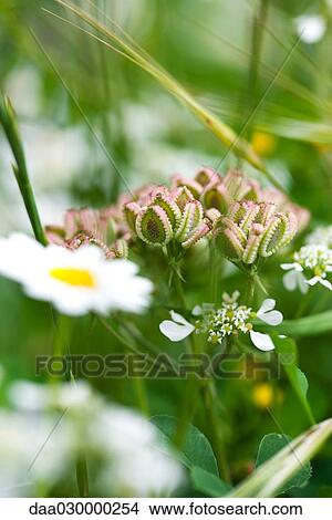 Wildflowers, close-up View Large Photo Image Picture - Wildflowers, close-up. Fotosearch