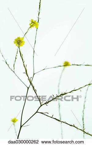 Wildflowers, close-up View Large Photo Image Stock Image - Wildflowers, close-up. Fotosearch