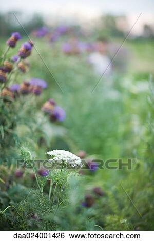 Wildflowers, focus on queen anne's lace View Large Photo Image Stock Photograph - Wildflowers, focus on queen anne's lace. Fotosearch