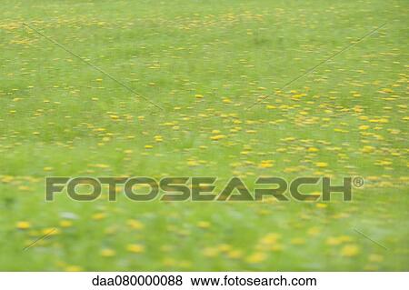 Stock Photo - Wildflowers growing in field, defocused. Fotosearch