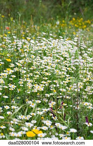 Wildflowers growing in field View Large Photo Image Picture - Wildflowers growing in field. Fotosearch