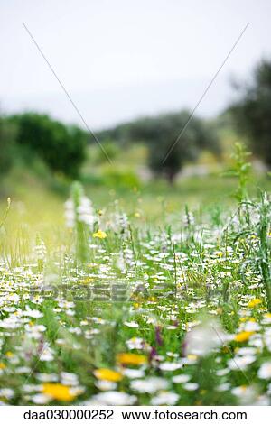 Wildflowers growing in rural field View Large Photo Image Stock Image - Wildflowers growing in rural field. Fotosearch