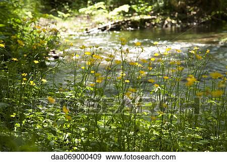 Wildflowers in nature View Large Photo Image Stock Photo - Wildflowers in nature. Fotosearch
