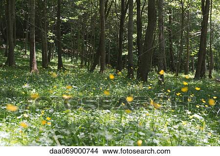 Wildflowers in woods View Large Photo Image Picture - Wildflowers in woods. Fotosearch